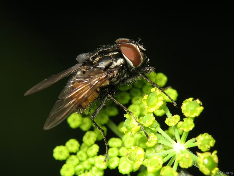 Graphomya maculata (Scopoli, 1763)